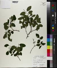 Berchemia scandens image