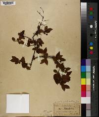 Sageretia minutiflora image