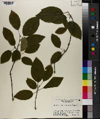 Amelanchier arborea image