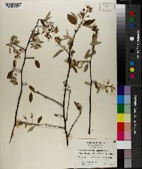 Amelanchier arborea image