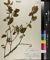 Amelanchier arborea image