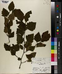 Crataegus alma image