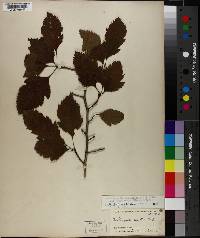 Crataegus calpodendron image