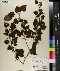 Crataegus gattingeri image