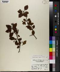 Crataegus paludosa image
