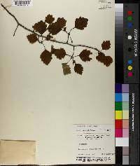 Crataegus robur image