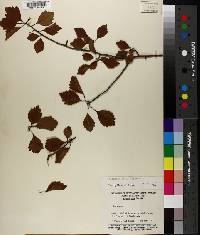 Crataegus robur image