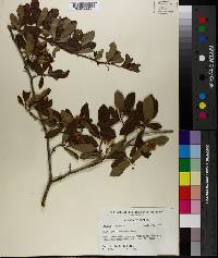 Crataegus limnophila image