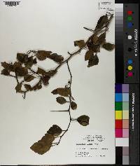 Crataegus blanda image