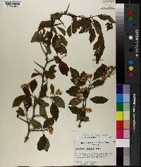 Crataegus viridis image