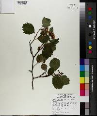 Crataegus douglasii image