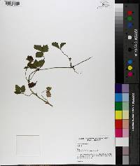 Potentilla indica image