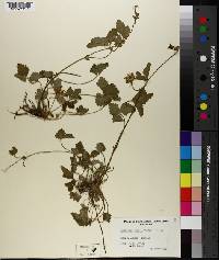 Potentilla indica image