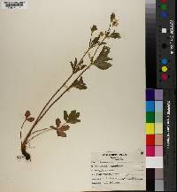 Potentilla canadensis image