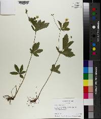 Potentilla simplex image