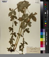 Potentilla norvegica image