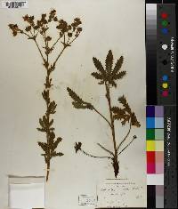 Potentilla erecta image