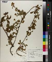 Rubus trivialis image