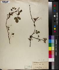 Rubus trivialis image