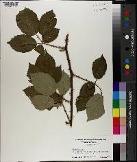 Rubus bifrons image