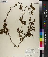 Rubus enslenii image