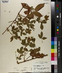 Rubus ictus image