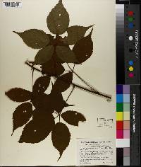 Rubus canadensis var. elegantulus image