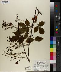 Rubus canadensis var. elegantulus image