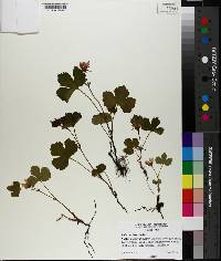 Rubus stellatus image