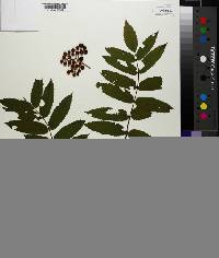 Sorbus americana image