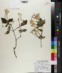Bouvardia langlassei image