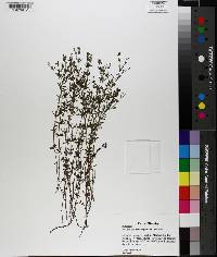 Galium obtusum subsp. obtusum image