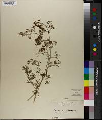 Galium rubioides image