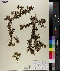 Machaonia microphylla image