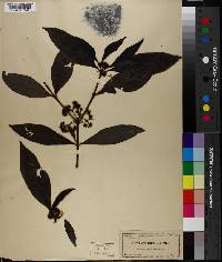 Psychotria lanceolata image
