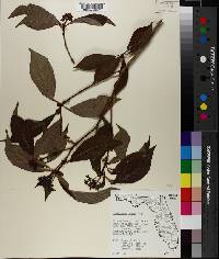 Psychotria undata image