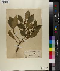 Citrus x aurantium subsp. aurantium image