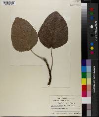 Populus heterophylla image