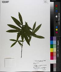 Salix nigra image