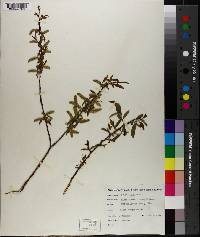 Salix nigra image