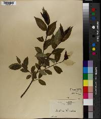 Salix x pendulina image