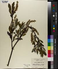 Salix glaucophylloides image