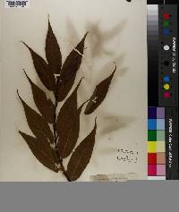 Salix lucida image