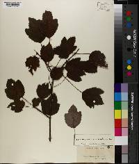 Acer rubrum var. trilobum image