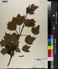 Acer rubrum var. trilobum image