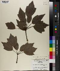 Acer rubrum var. trilobum image