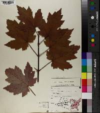 Acer rubrum var. rubrum image