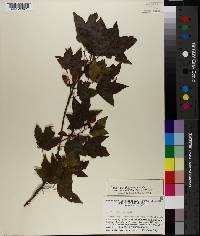 Acer saccharum var. rugelii image