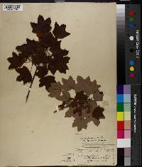 Acer barbatum image