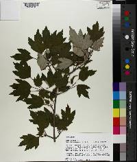 Acer rubrum var. drummondii image